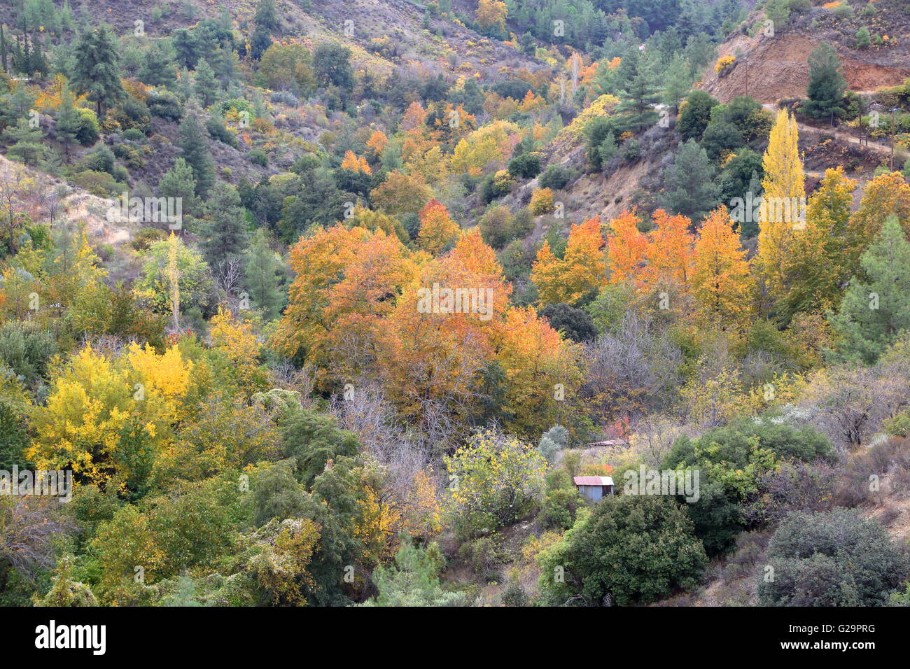 Autumn colors in Troodos mountains, Cyprus Stock Photo