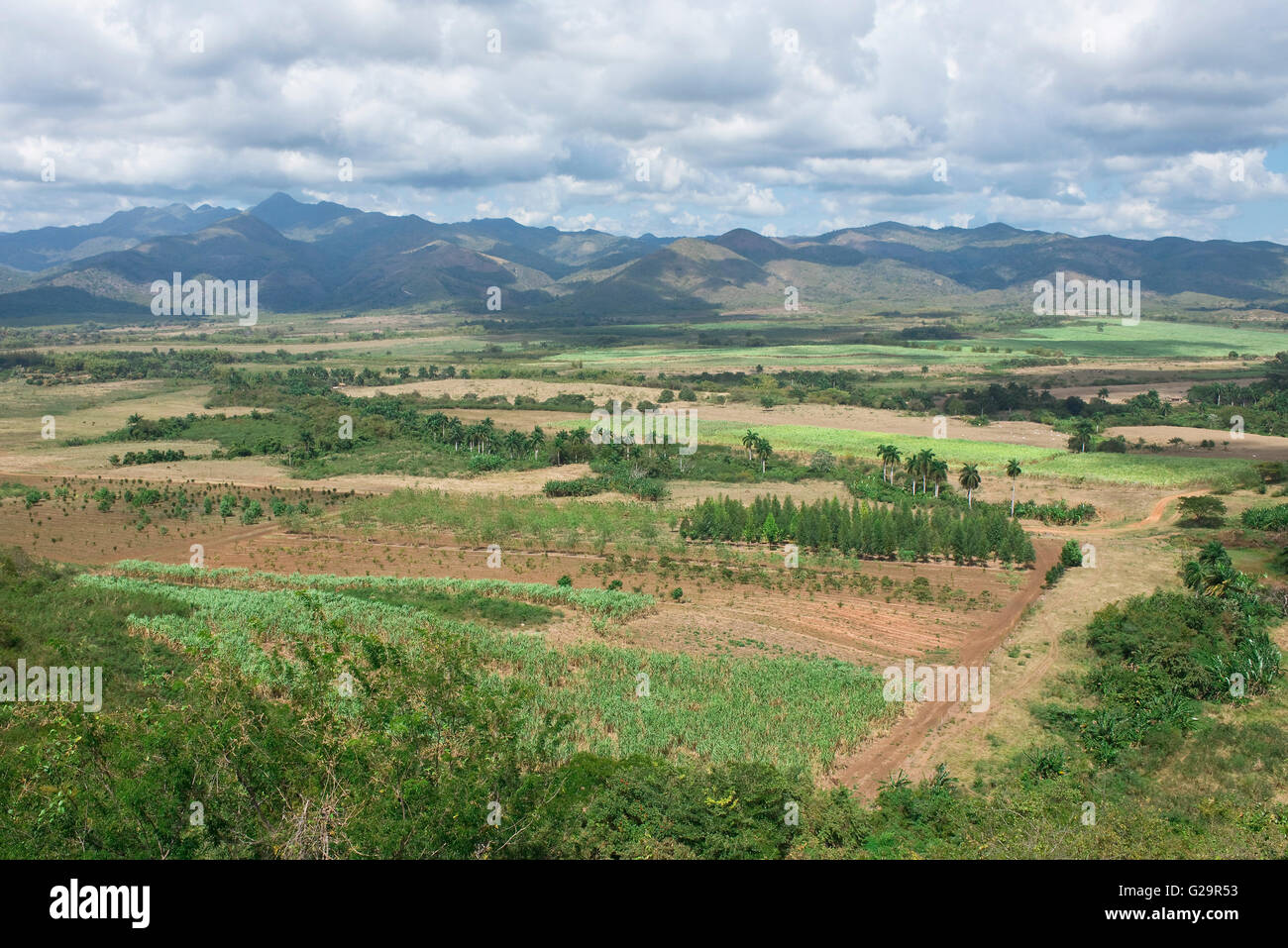 sugar cane plantation plantations crop production Stock Photo