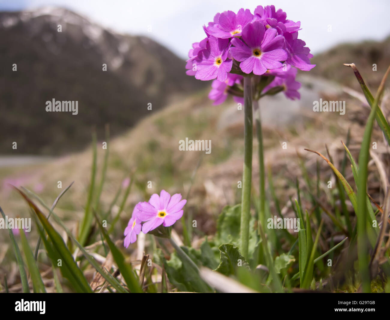 Bird's-eye Primrose (Primula farinosa) Stock Photo