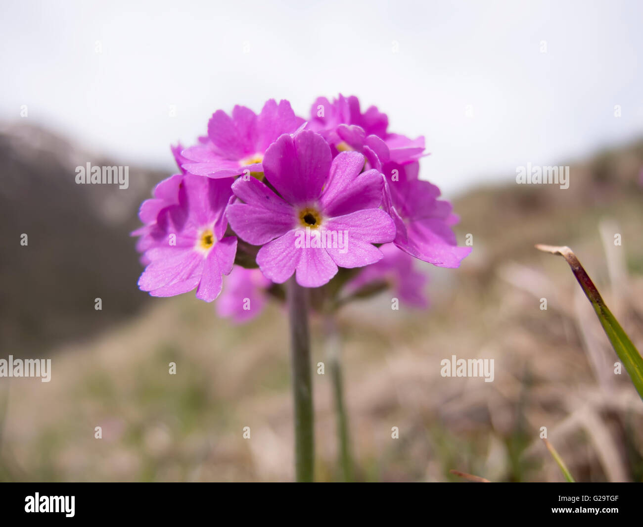 Bird's-eye Primrose (Primula farinosa) Stock Photo