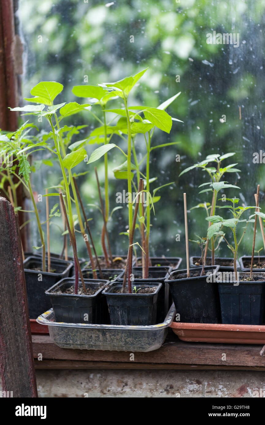 Seedlings in the green house in the spring Stock Photo - Alamy