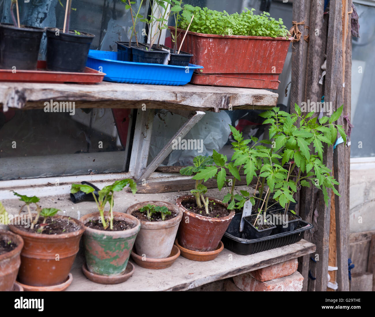 Seedlings in the green house in the spring Stock Photo - Alamy