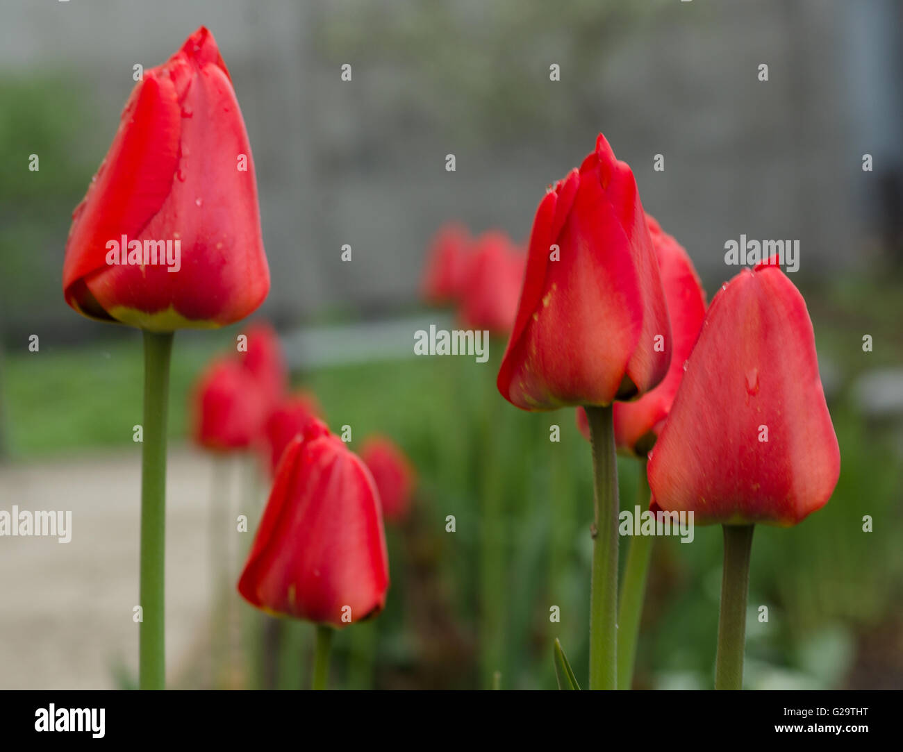 Red tulips bloom in spring on the flowerbed Stock Photo - Alamy