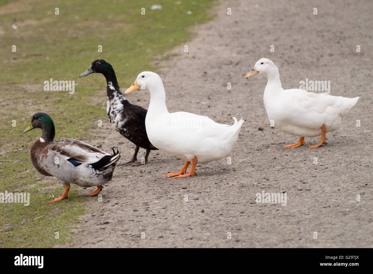 A group of Mallards (Anas platyrhynchos) walking across a path Stock