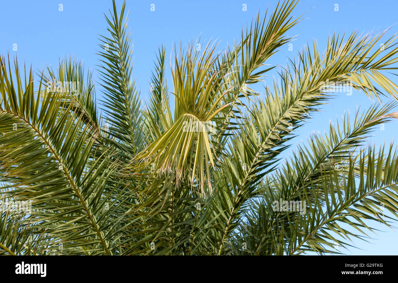 Palm tree fronds photographed against a bright blue sky Stock Photo