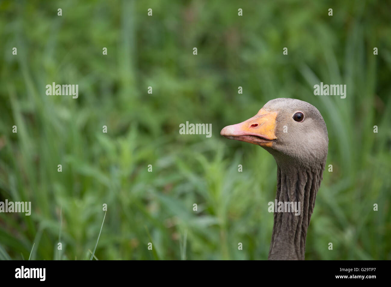 Close up of a greylag goose's head against a green background Stock Photo