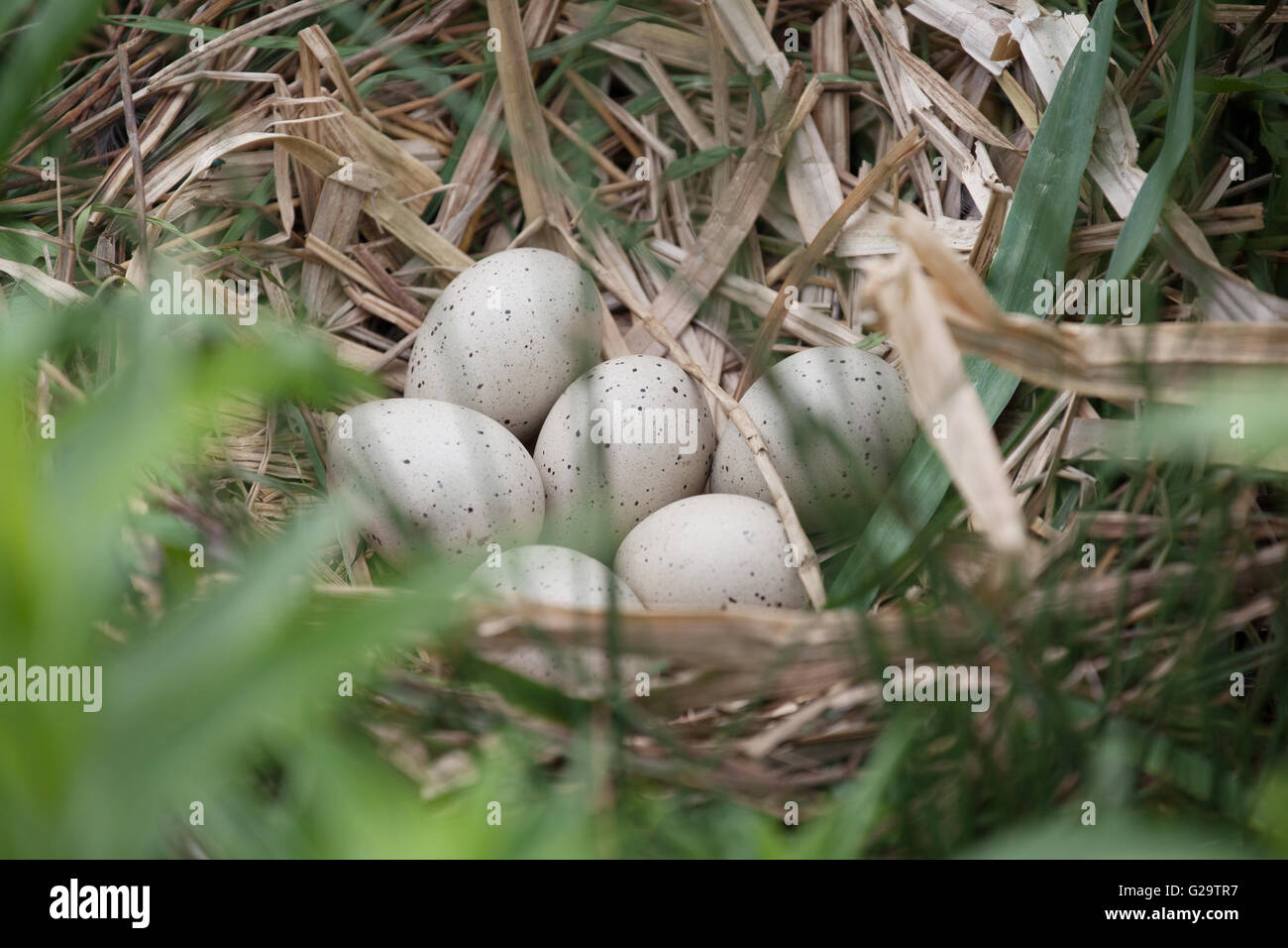 Six coot eggs on a reed nest at Slimbridge Wetland Centre Fulica atra Stock Photo