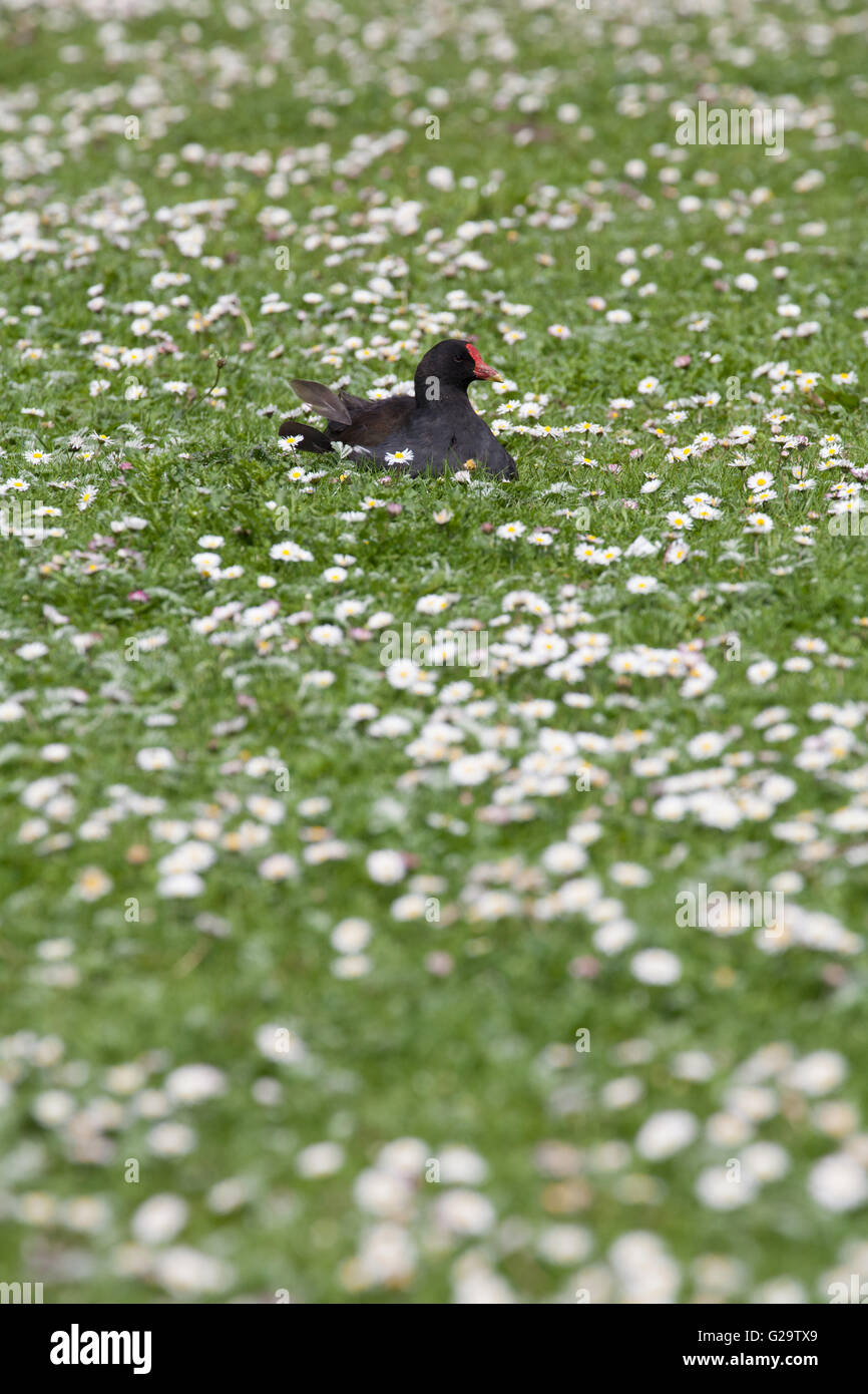 Common moorhen gallinula chloropus lying in a field of daisies in spring Stock Photo