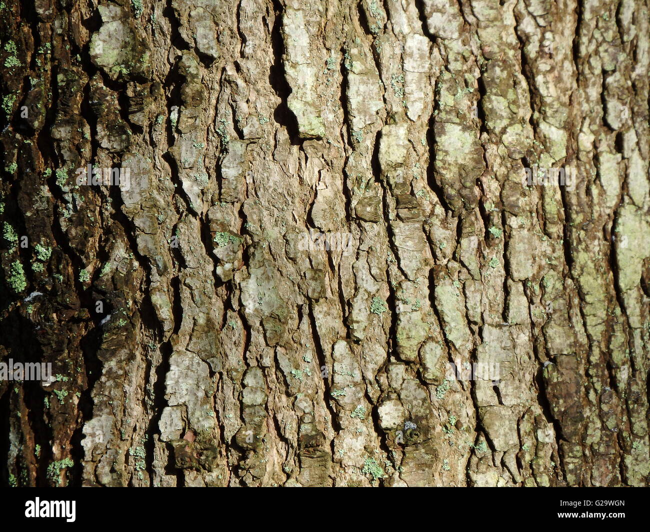 Fir Bark High Resolution Stock Photography and Images Alamy