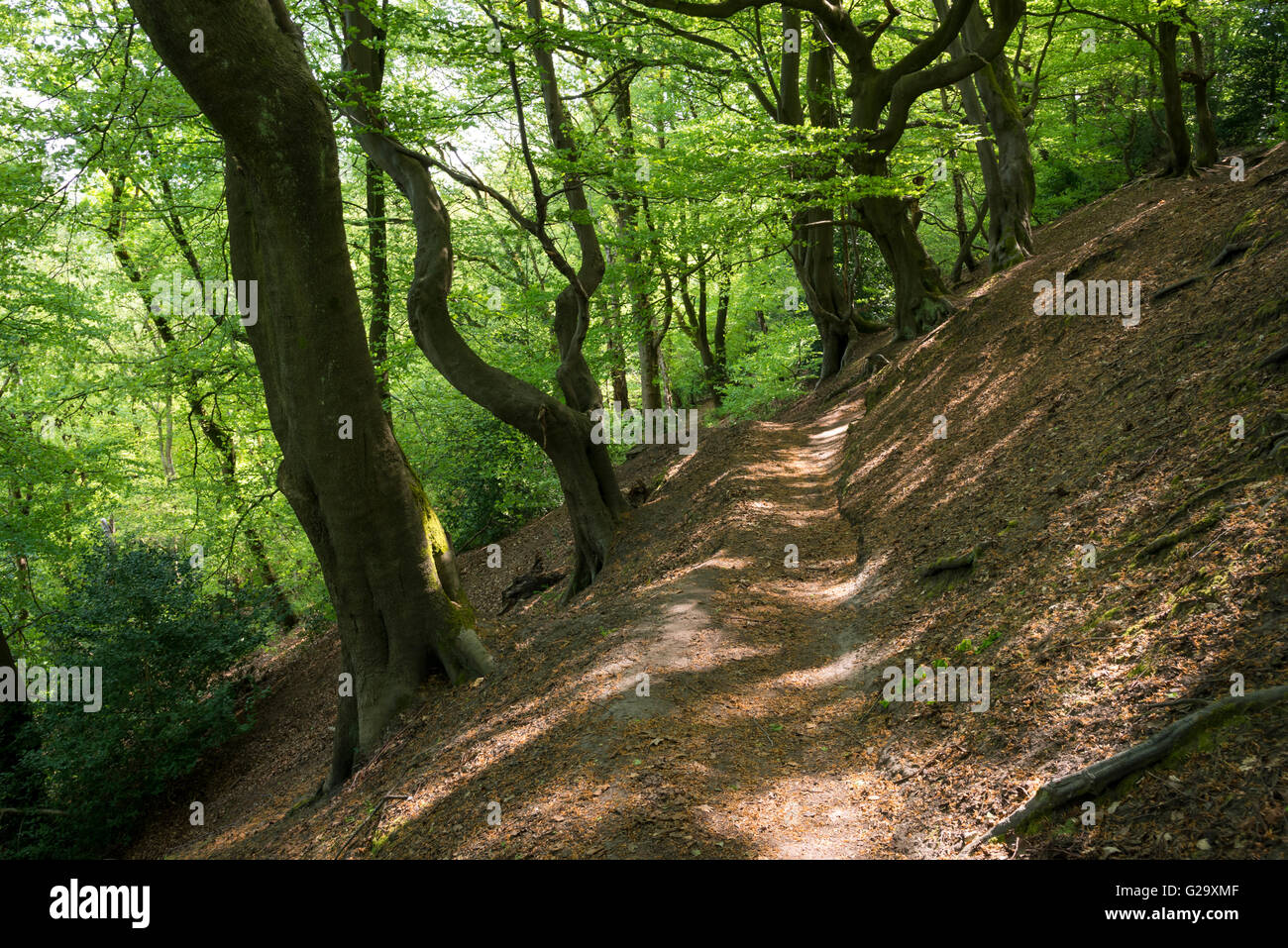 Late spring sunshine on a path in the woods at Alderley edge in Cheshire. Stock Photo