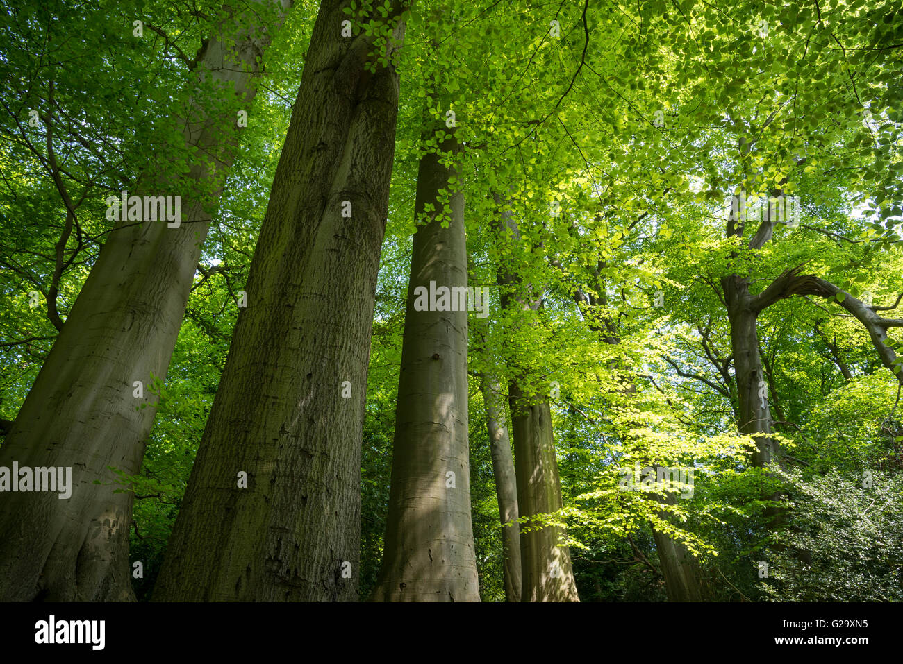 Mature Beech trees with fresh new greenery at Alderley edge in Cheshire. Stock Photo