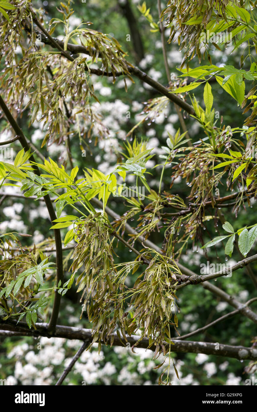 Ash tree endangered uk hires stock photography and images Alamy