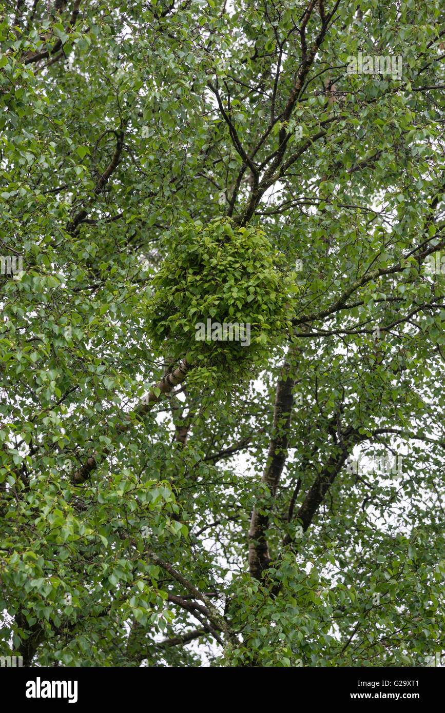 A 'witches broom' growing in a Silver Birch tree. Stock Photo