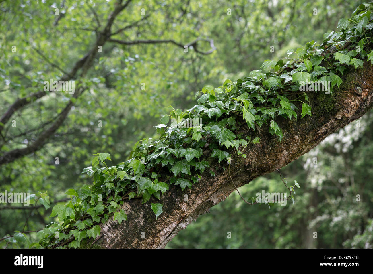 Green Ivy (Hedera helix) climbing up a tilted Silver Birch tree in an English woodland. Stock Photo