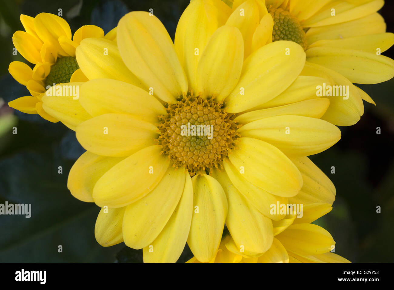 Gelbe Chrysanthemen Blüten, Makro  Yellow chrysanthemum flowers, macro Stock Photo