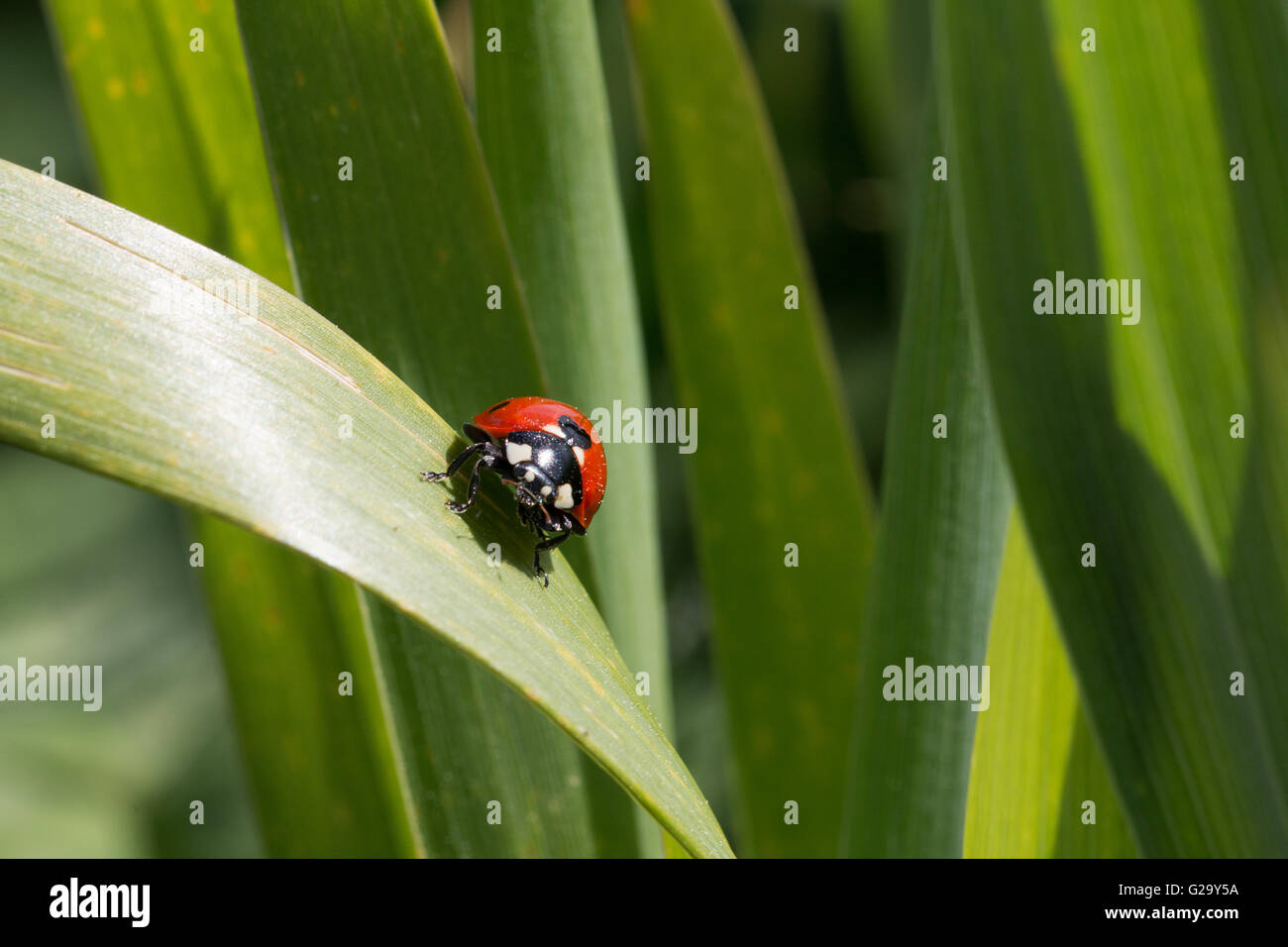 Kleiner Marienkäfer auf einen Grashalm  Small ladybug on a blade of grass Stock Photo