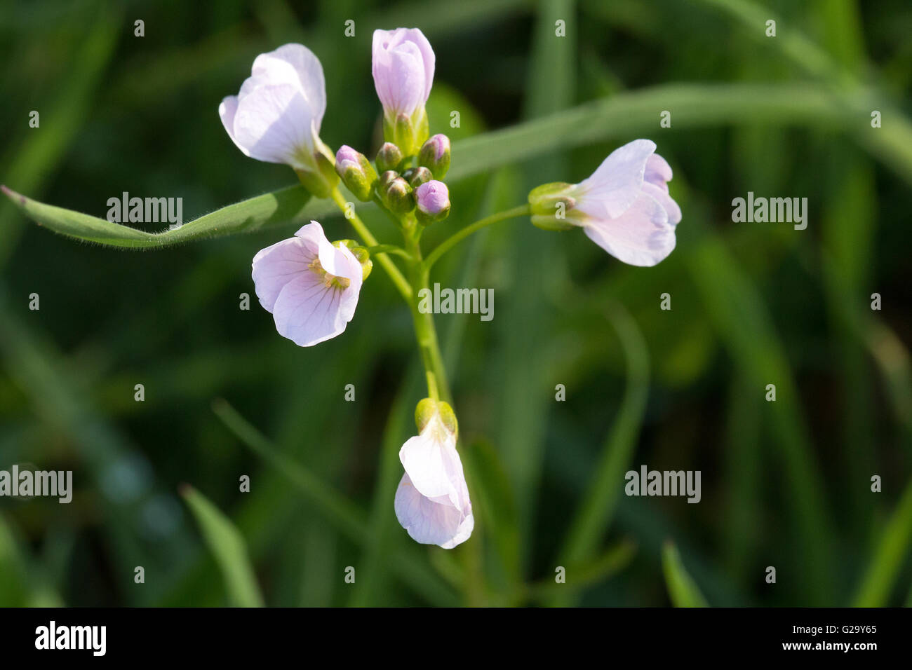 Wiesen Schaumkraut mit Blüten und Knospen  Meadowfoam seed with blossoms and buds Stock Photo