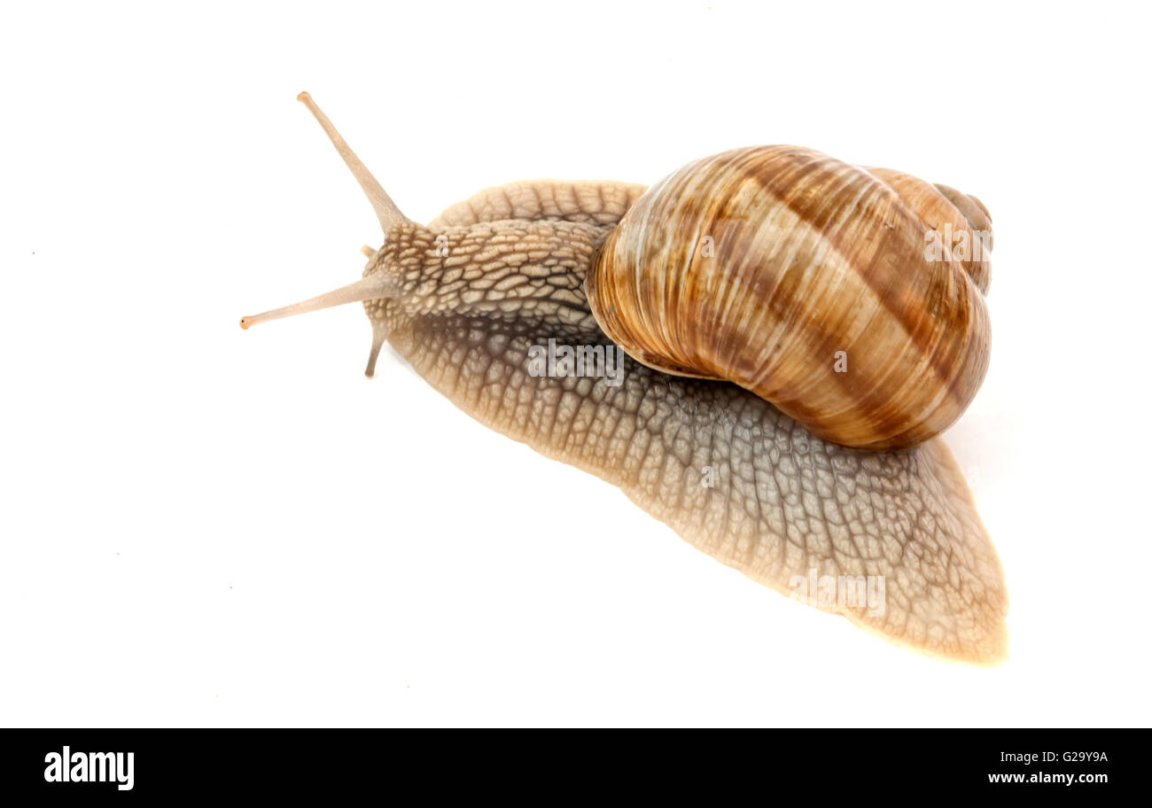 snail isolated on a white background Stock Photo - Alamy
