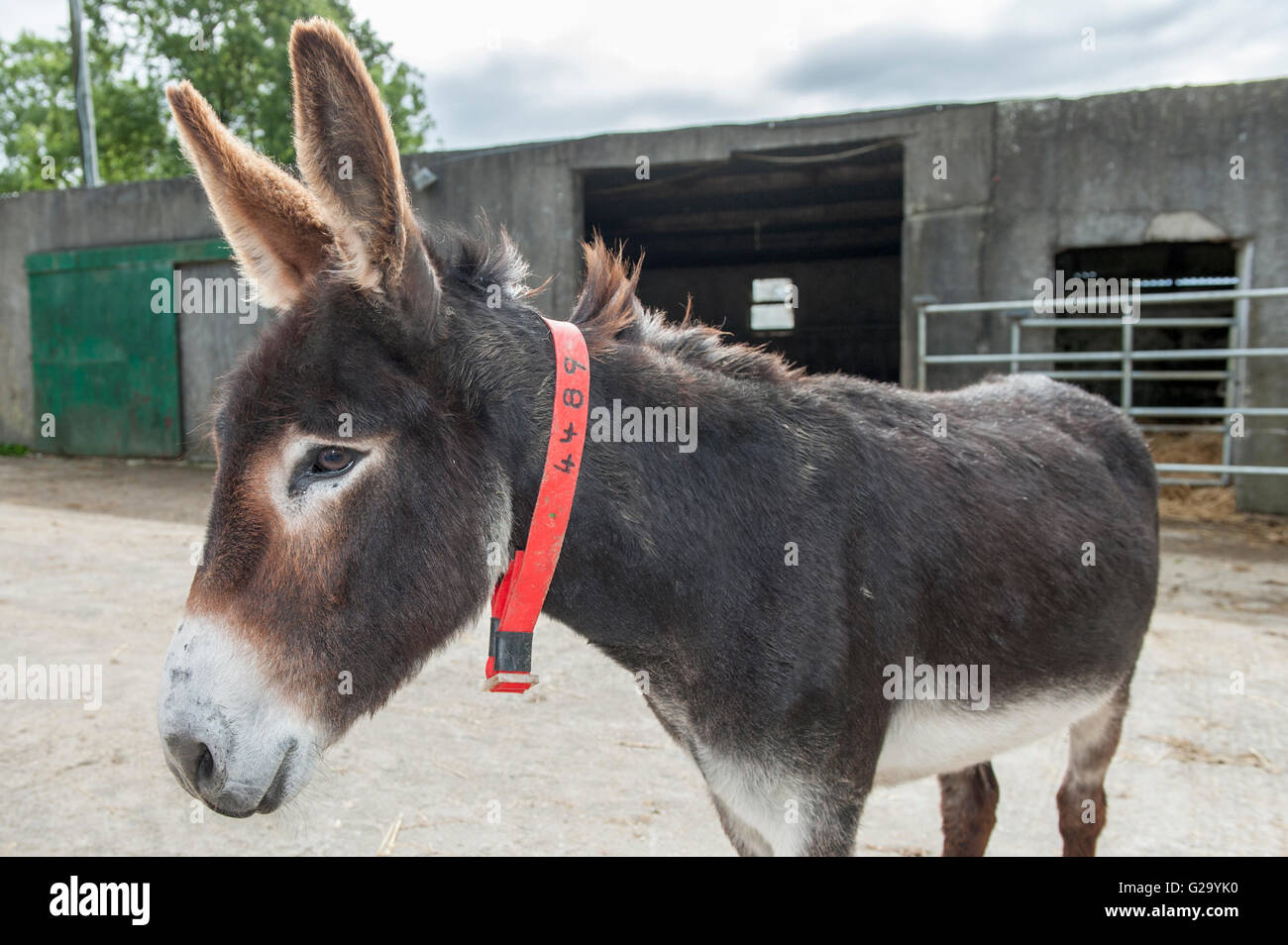 A rehomed donkey called 'Judge' in a yard at The Donkey Sanctuary