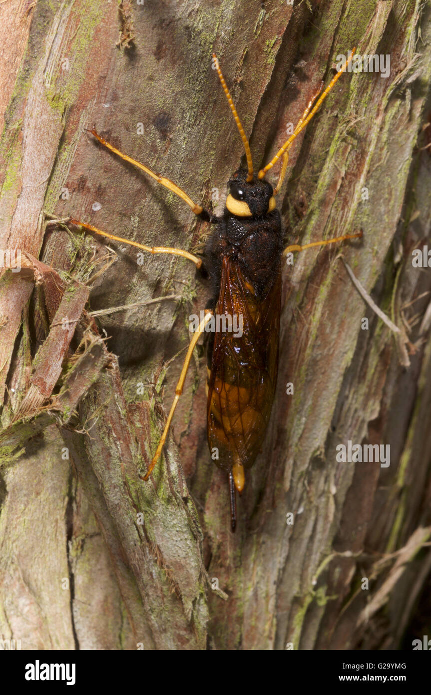 Giant horntail hires stock photography and images Alamy