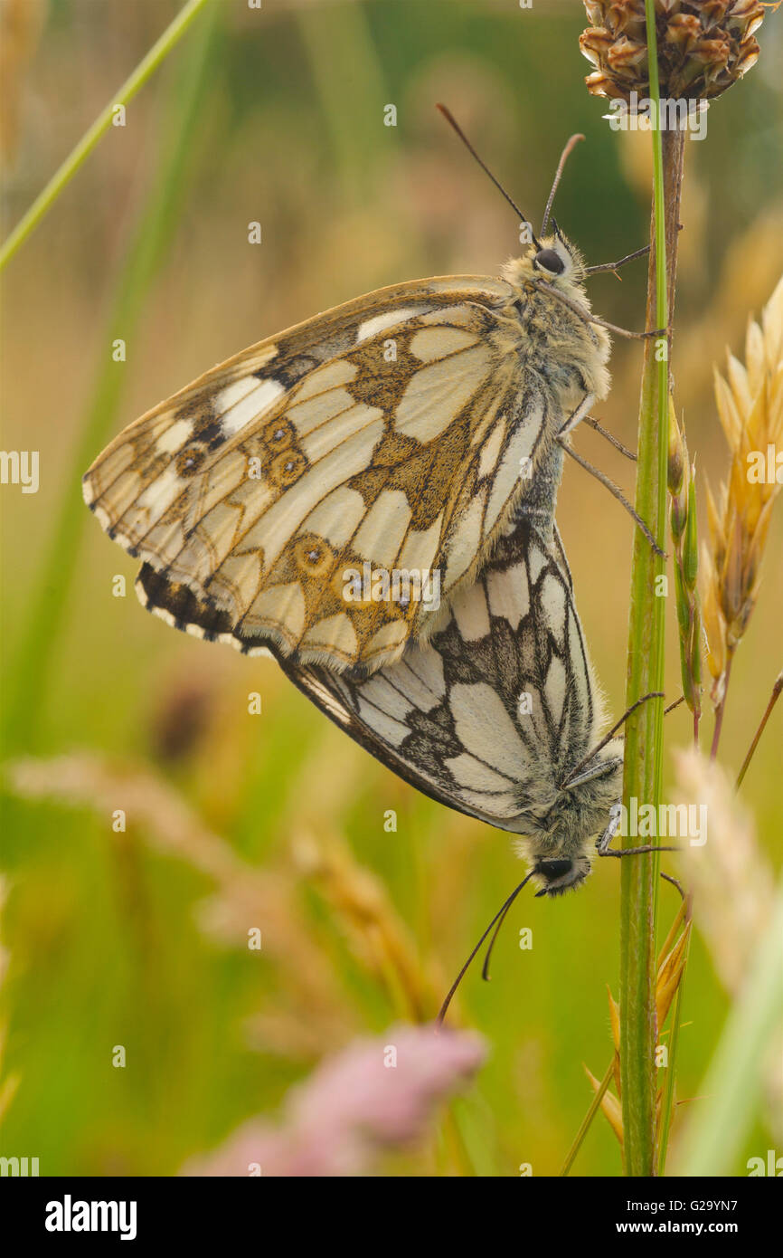 White butterflies hires stock photography and images Alamy