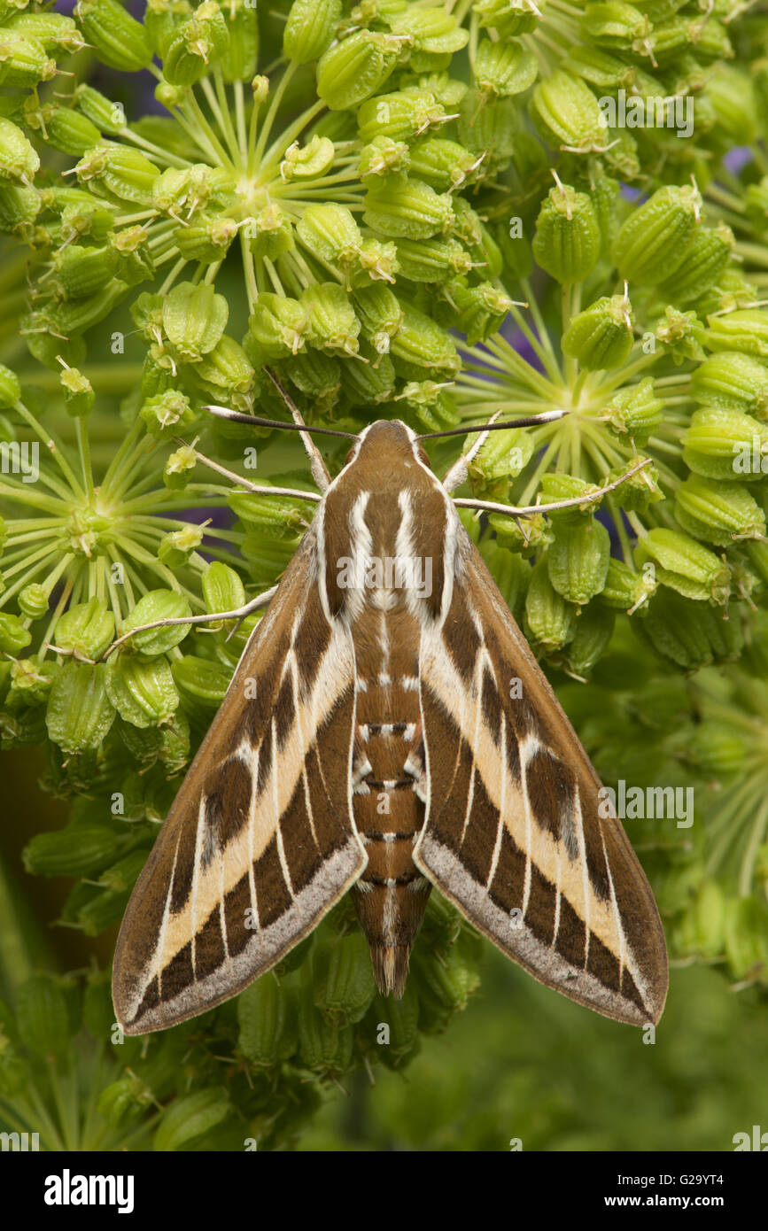 striped hawk moth Stock Photo