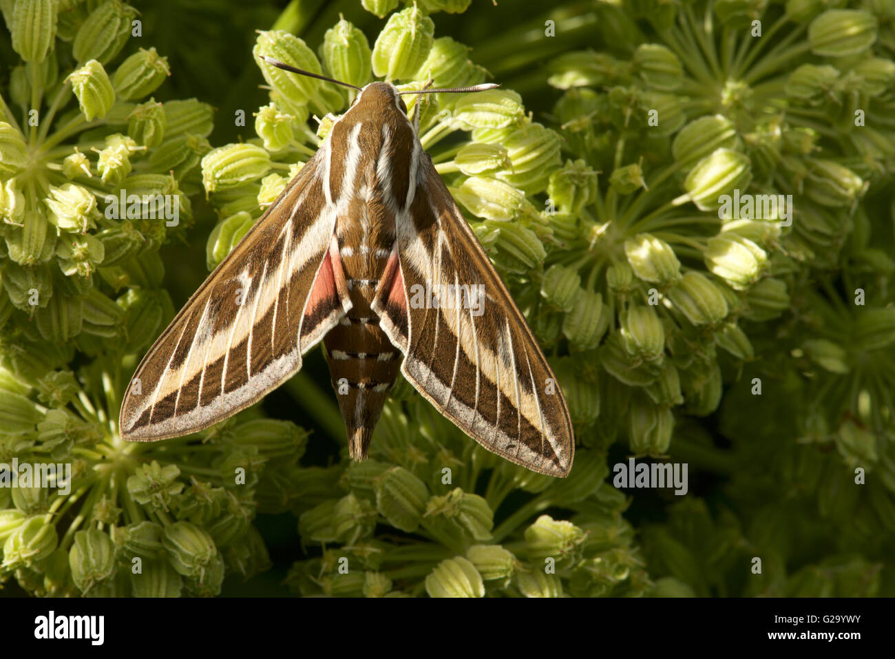 striped hawk moth Stock Photo
