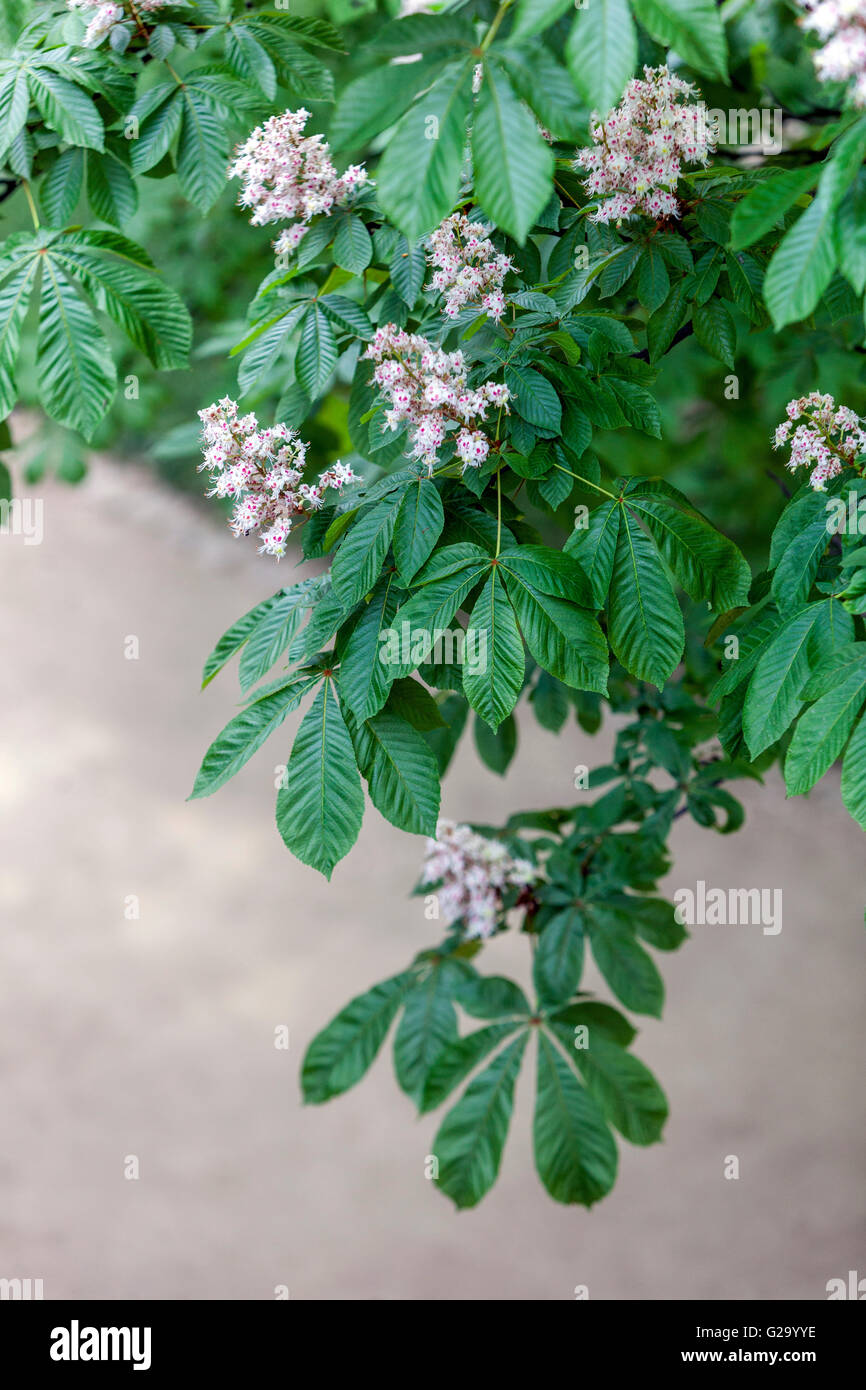 Flowering Horse-chestnut Aesculus hippocastanum Stock Photo