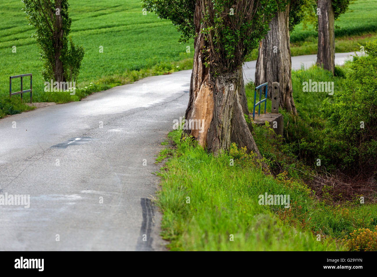 dangerously close to trees growing beside the road Stock Photo