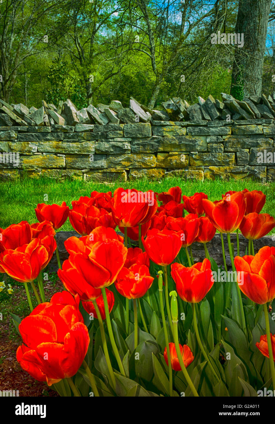 Red tulips dazzle in garden surrounded by old stone wall constructed in a dry stack method with vertical capstones and lichen Stock Photo