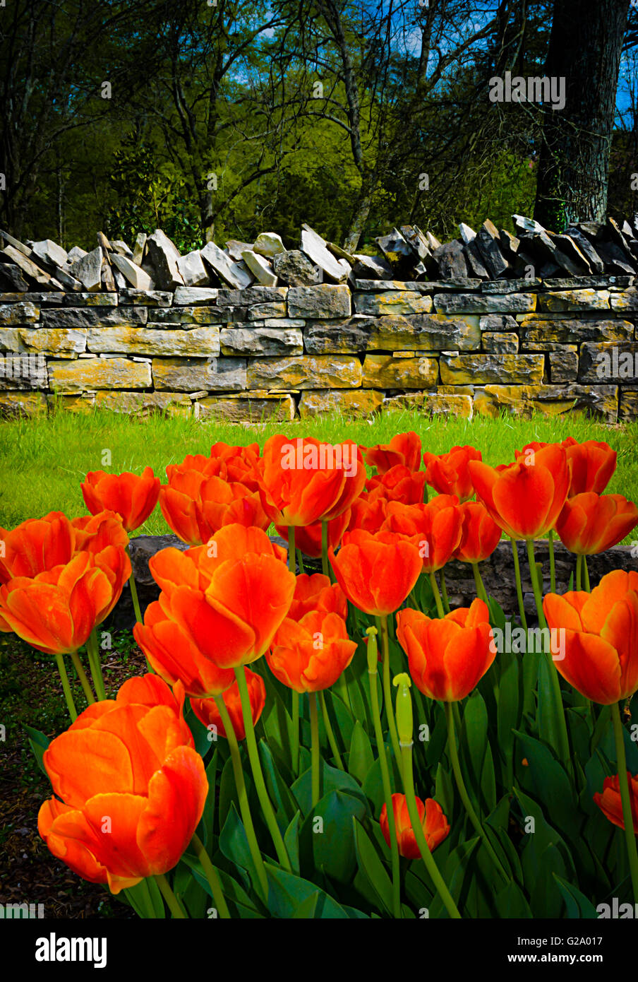 Red tulips dazzle in garden surrounded by old stone wall constructed in a dry stack method with vertical capstones and lichen Stock Photo