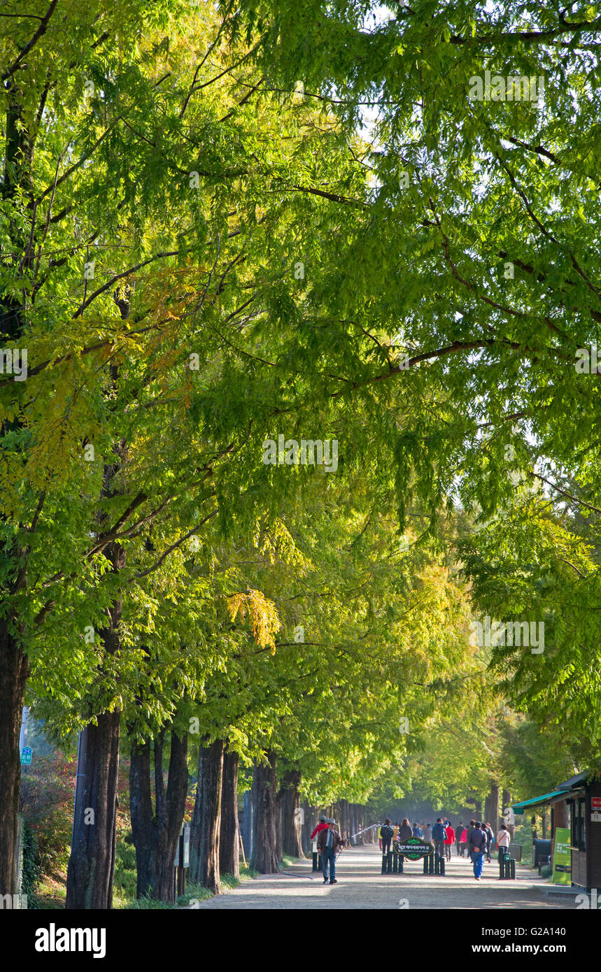 Metasequoia avenue hi-res stock photography and images - Alamy