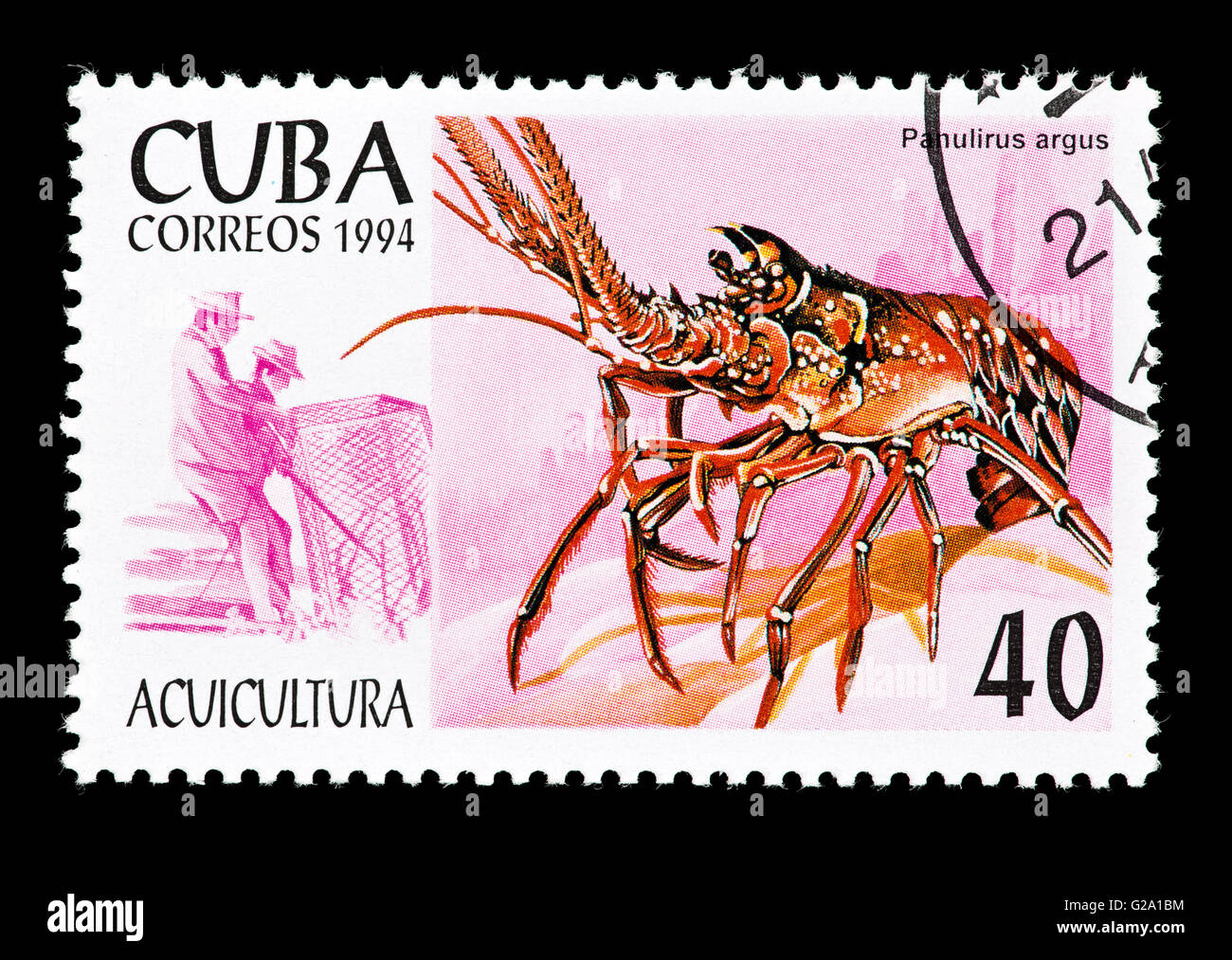 Postage stamp from Cuba depicting a spiny lobster species (Palinurus argus Stock Photo