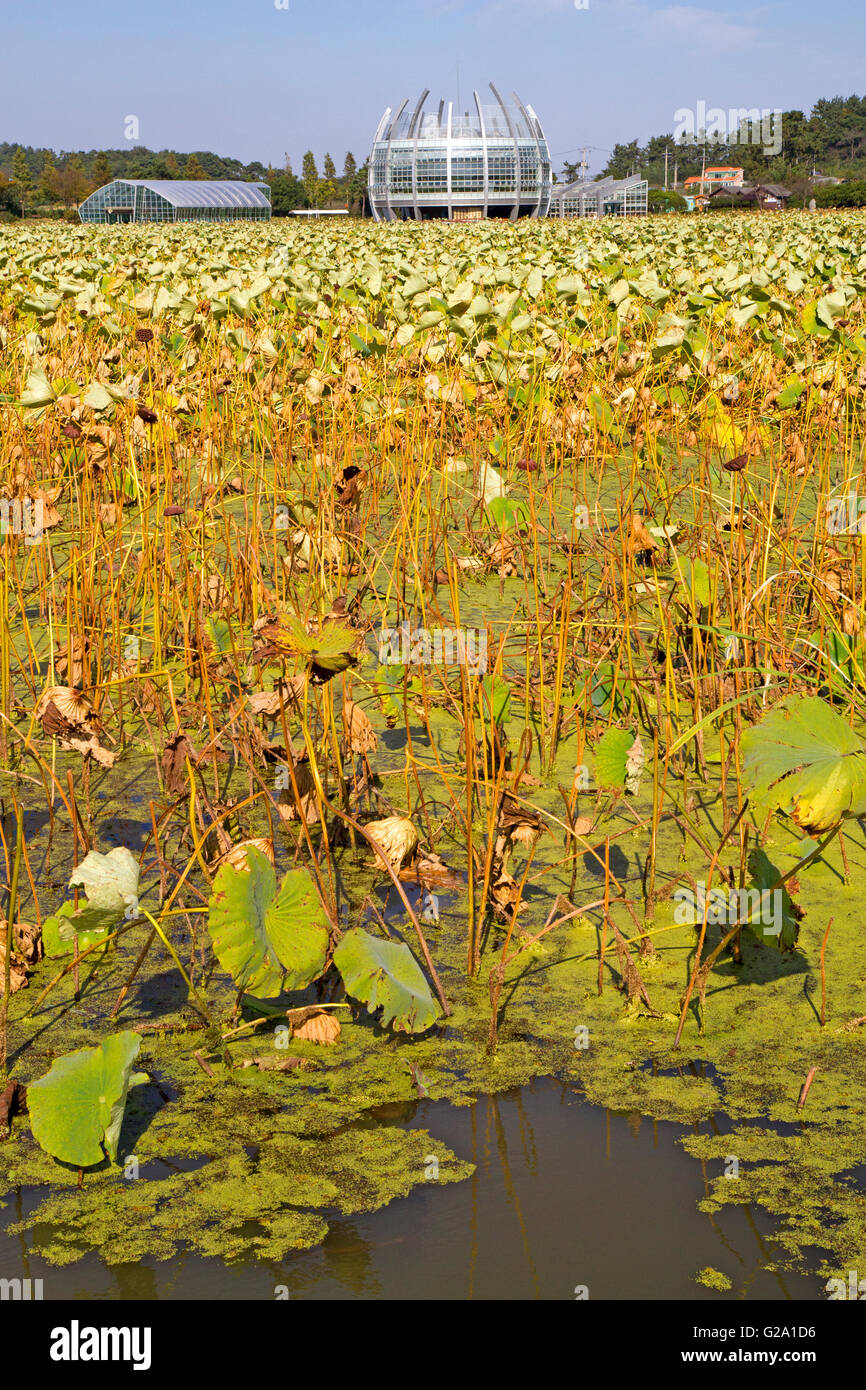 ASHDEEN Midnight blue Lotus pond