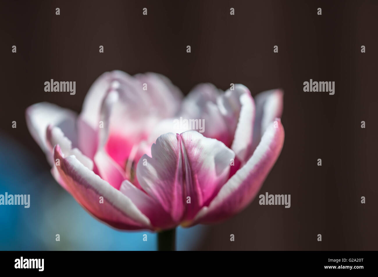Beautiful pink and white tulip close up Stock Photo - Alamy