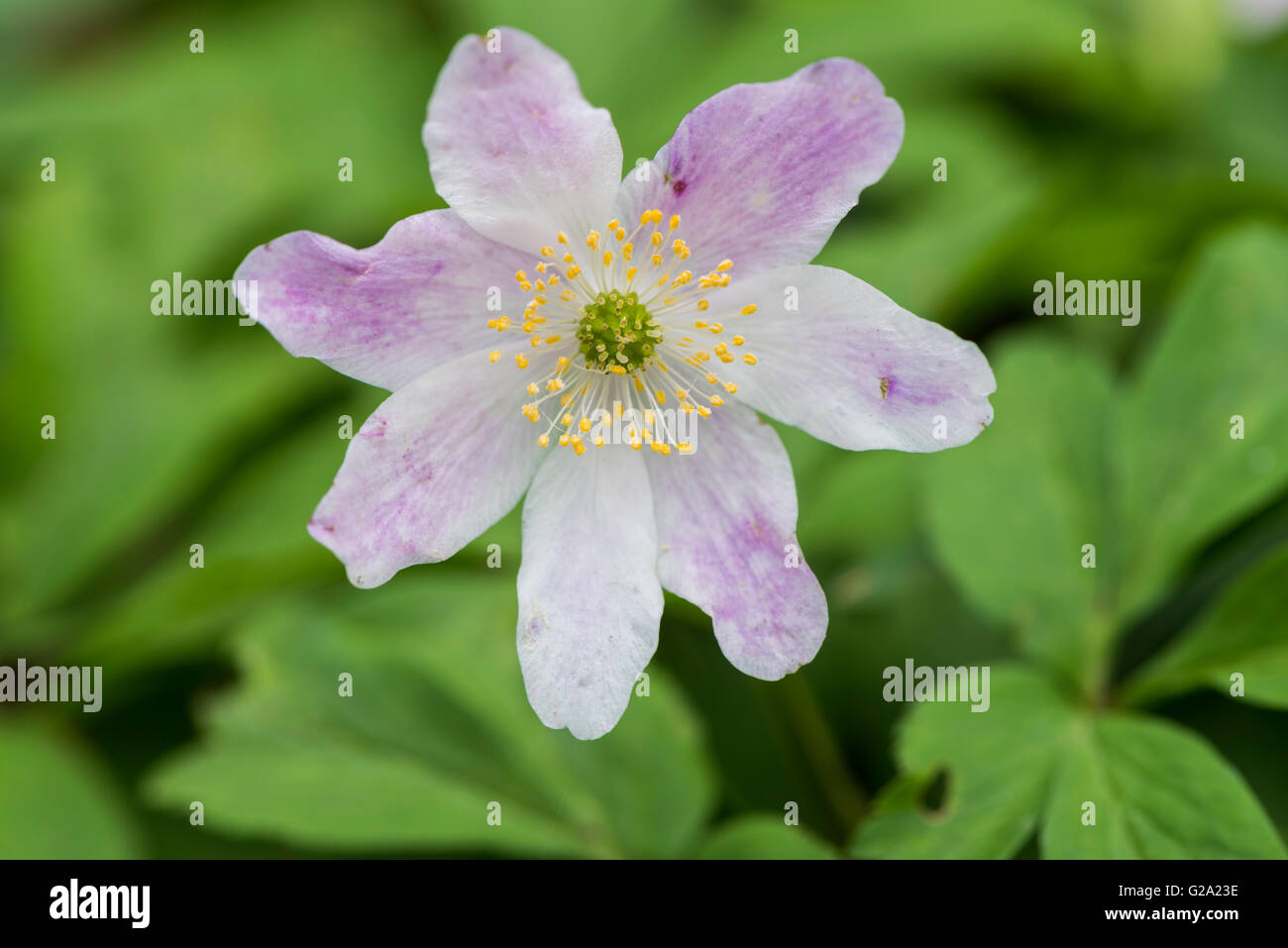 Flower of Anemone nemorosa. Stock Photo