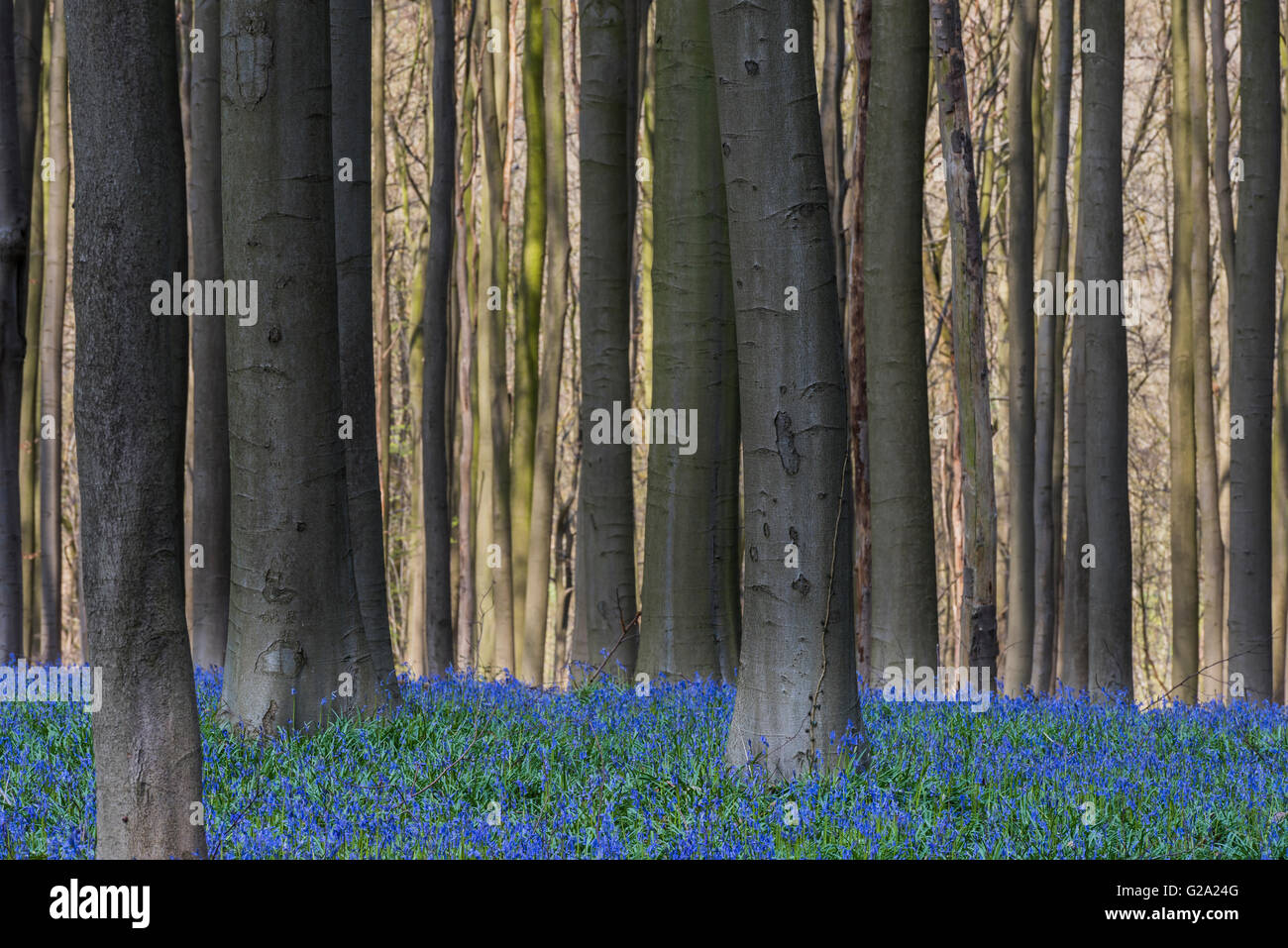 Hallerbos in spring in Belgium with beech trees and purple bluebells. Stock Photo