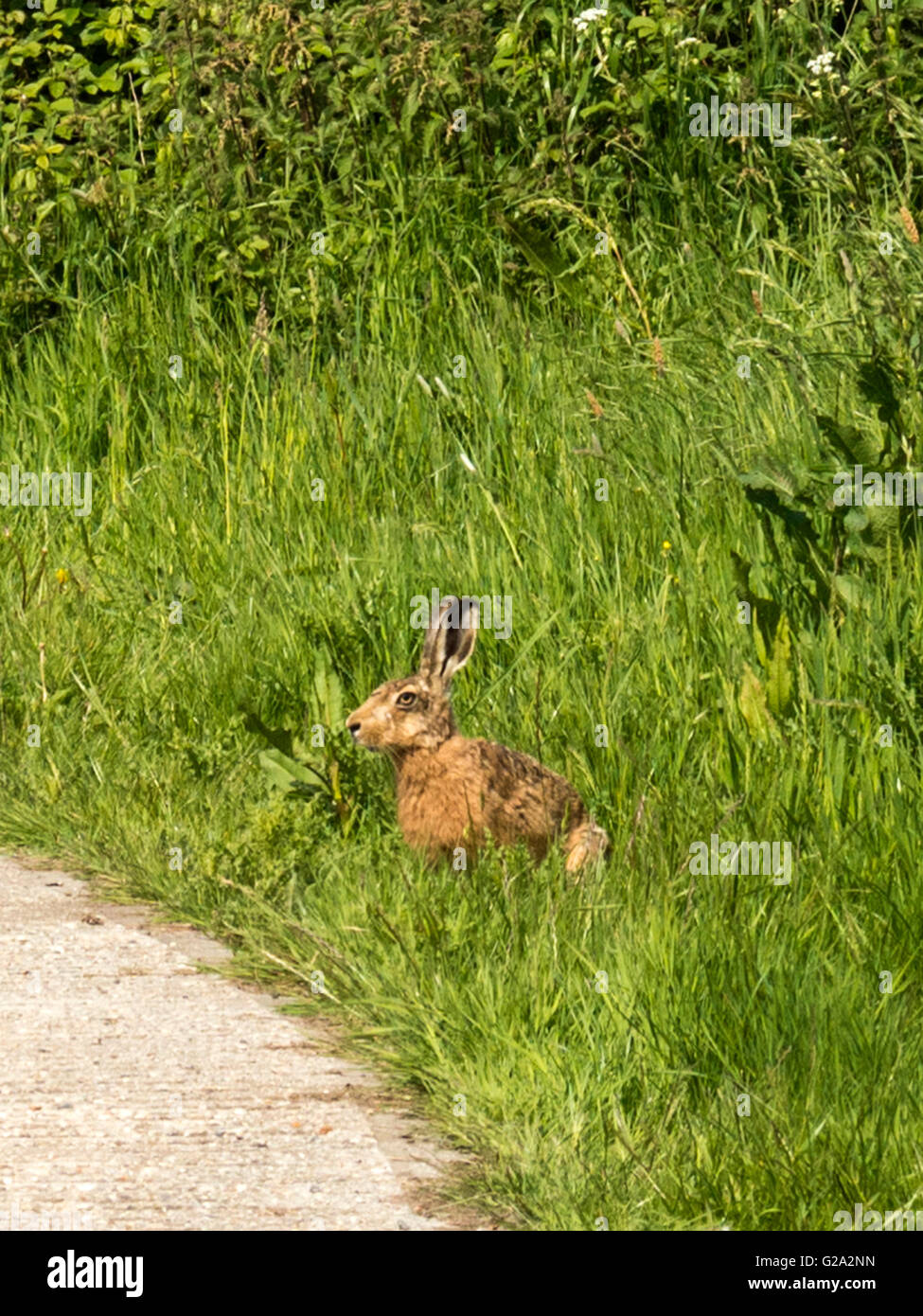 Wild Brown Hare (Lepus europaeus) depicted surveying its surroundings, isolated against green grass background. Stock Photo