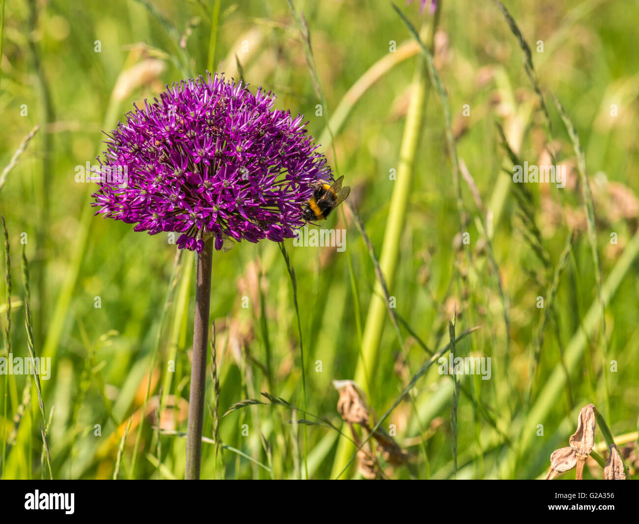 Spring Pollinator, Bumblebee (Bombus) collecting nectar from the vivid rosy purple crowded spherical umbels of the Allium plant. Stock Photo
