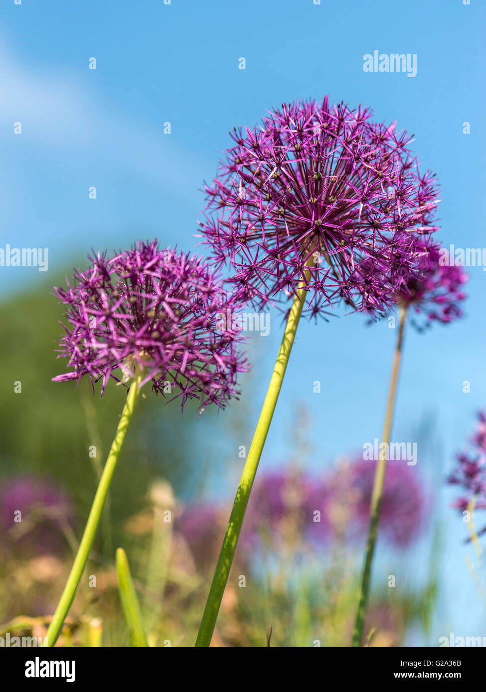 Crowded spherical umbels hi-res stock photography and images - Alamy