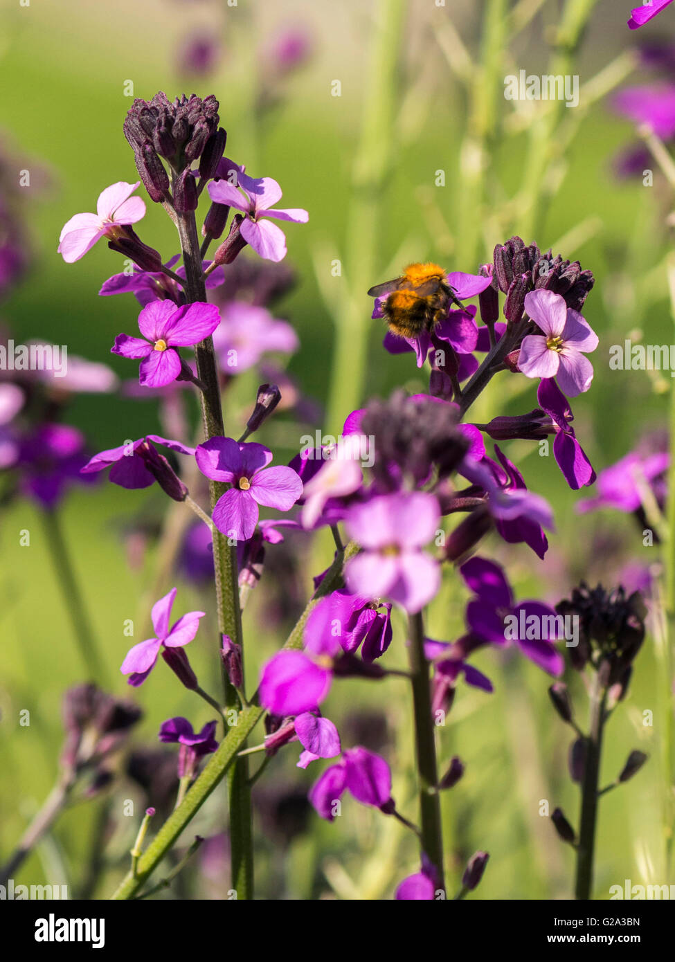 Spring Pollinator, Bumblebee (Bombus) collecting nectar from the vivid rosy purple bell shaped flowers of the Campion plant. Stock Photo