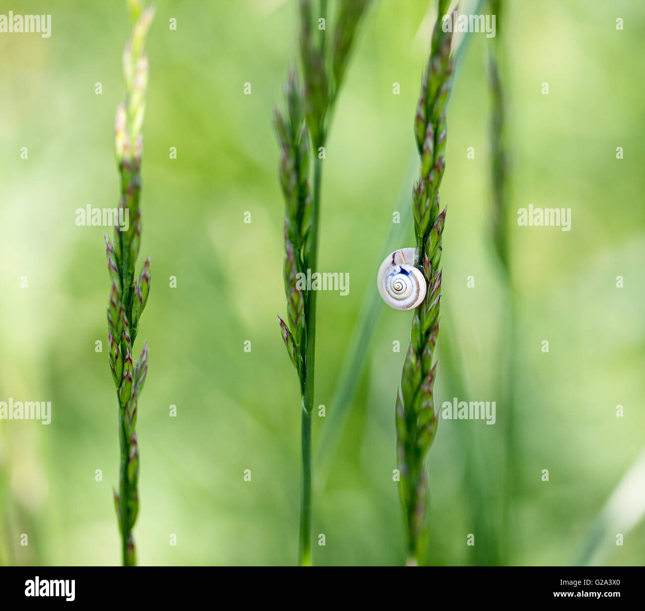 Single Snail on Grass Blade in Spring Meadow Stock Photo - Alamy