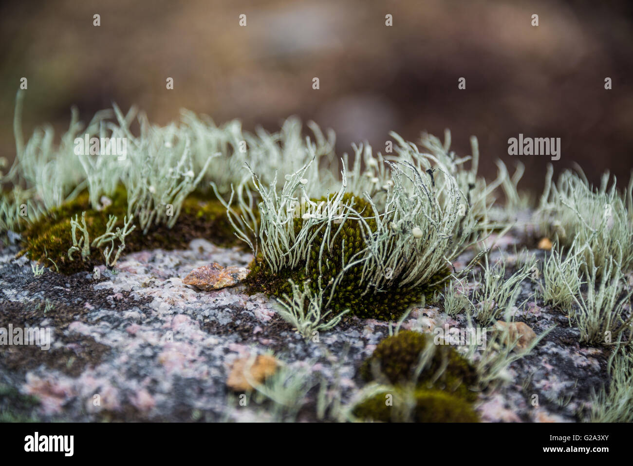 Moss and lichen growing on granite rock Stock Photo Alamy