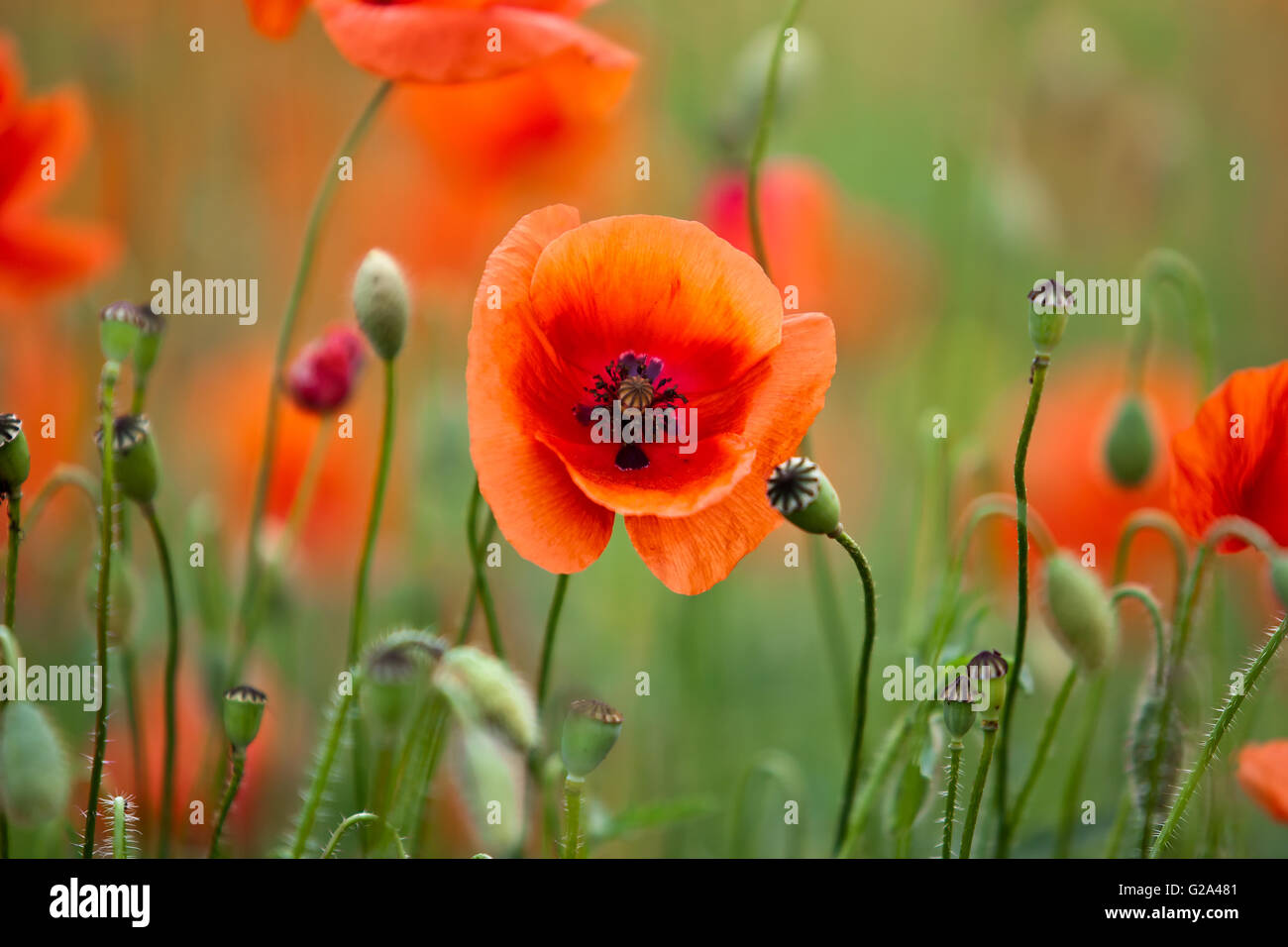 Beautiful intense and tranquil Red Corn Poppy Meadow on a sunny spring day Stock Photo