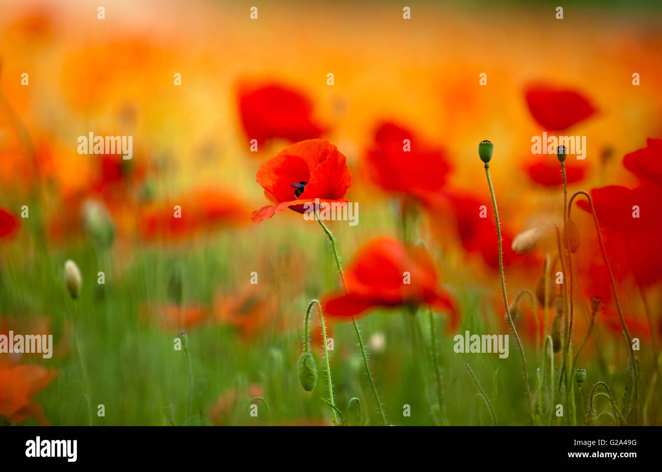 Poppy flower farm with nature hi-res stock photography and images - Alamy