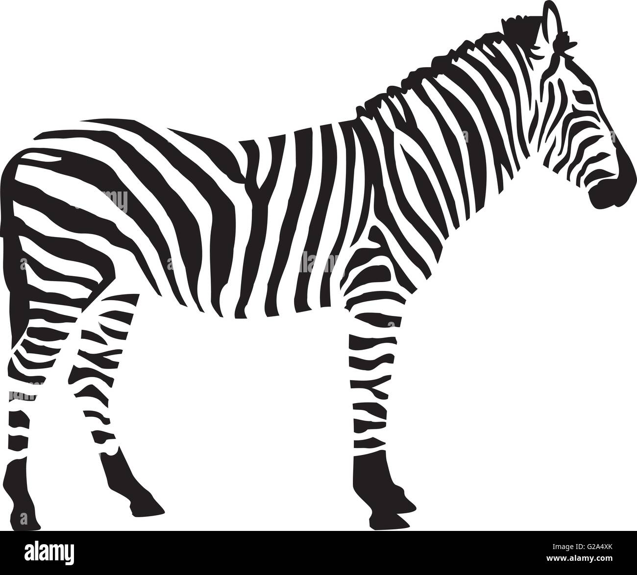 Isloated Vector Zebra in two colors isloated Stock Vector Image & Art - Alamy