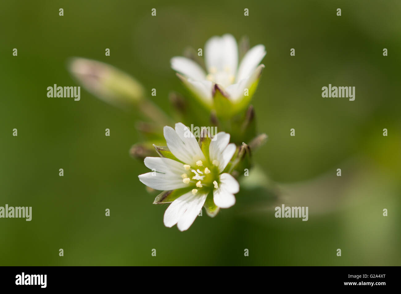 A close-up of Mouse-ear Chickweed (Cerastium fontanum) flowers. Stock Photo