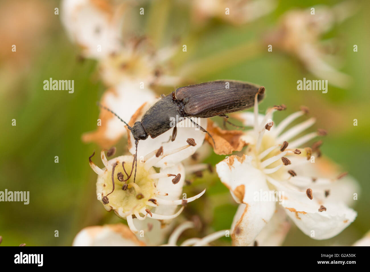 A Click Beetle (Athous haemorrhoidalis) crawling on dried up blossom. Stock Photo