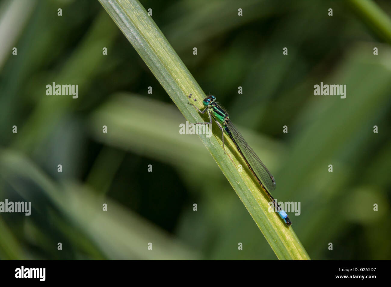 Dragonfly resting on the green grass Stock Photo - Alamy