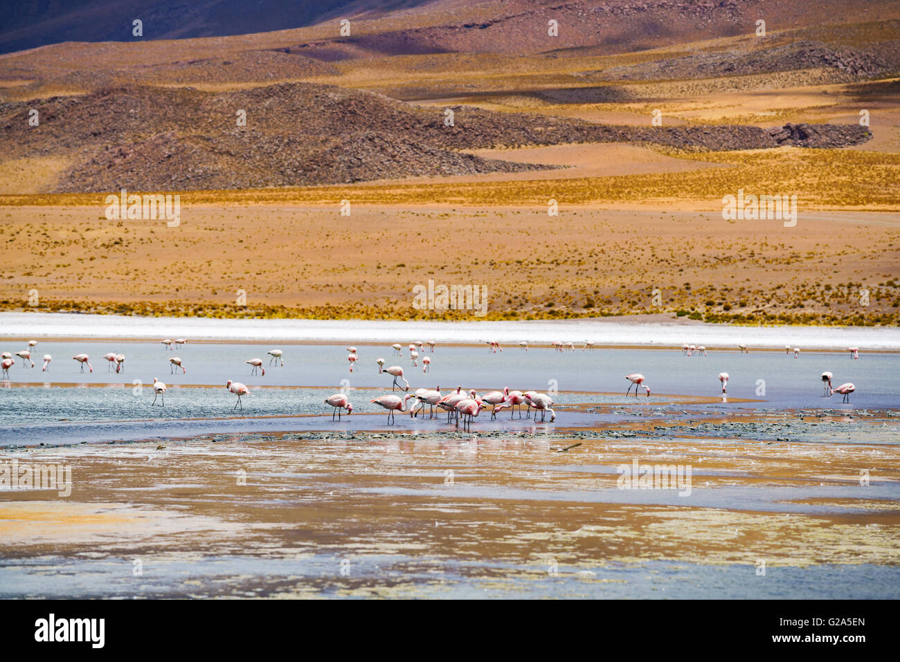 Flock of flamingo feeding in a laguna at Salar de Uyuni Bolivia Stock